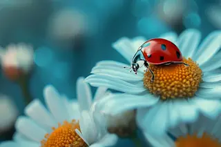 Ladybug on a White Daisy Against a Blue Background