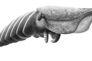 cambrian-predator.jpg