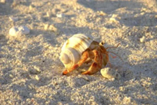 crab.jpg