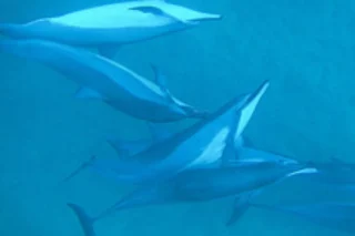 dolphin.jpg