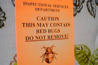 bedbugs.jpg