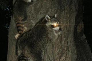 racoons.jpg