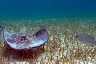 seagrass-2.jpg