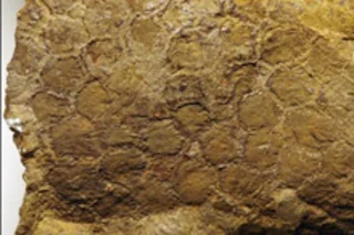 dinosaur-skin.jpg