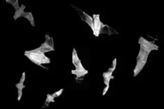 batsweb.jpg