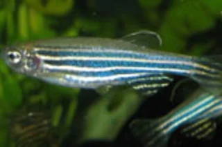 zebrafish220.jpg