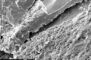 NASAbiomorphs425.jpg