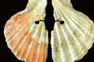 neanderthalJewelry.jpg
