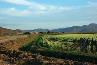MexicanFarm.jpg