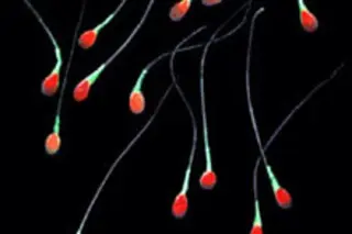 sperm-2.jpg