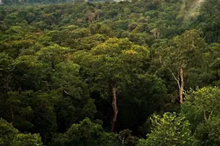 AmazonRforest.jpg