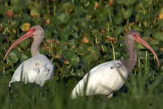 Ibises.jpg