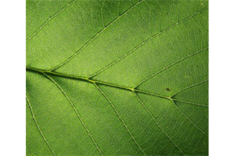 leaf.jpg