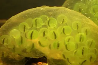 eggmasses_Hangarter-425x282.jpg