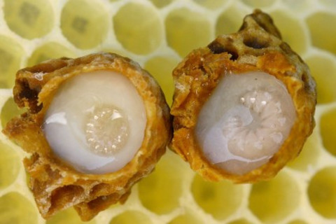 royal-jelly-425x283.jpg