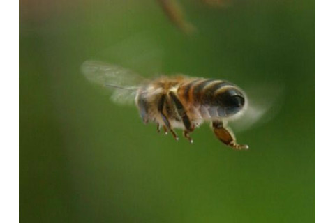 bee.jpg