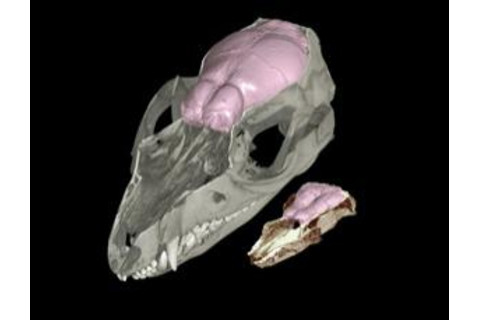 mammal_brains.jpgs_.jpg