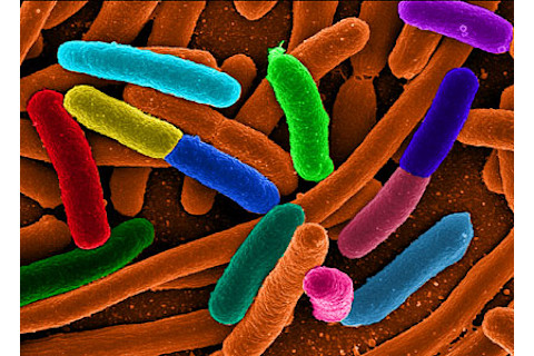 ecoli.jpg