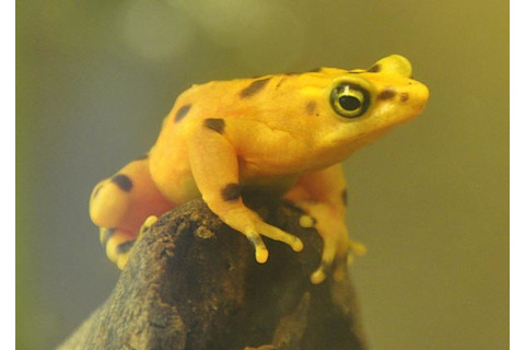 frog.jpg