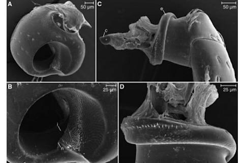 weevil-425x299.jpg