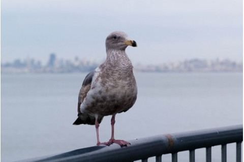 Bird-425x285.jpg