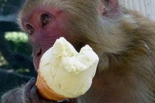 monkey.jpg