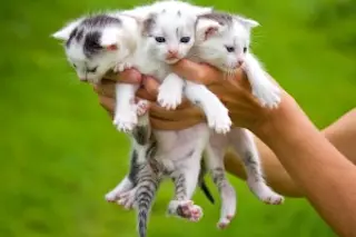 squeeze-cat-300x241.jpg