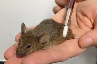 mouse_paintbrush-961x1024.jpeg