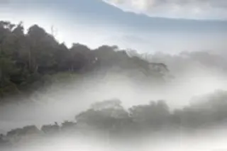 rainforest-187x300.jpg