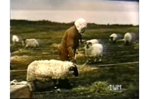 gruinard_anthrax_sheep2-300x231.jpg