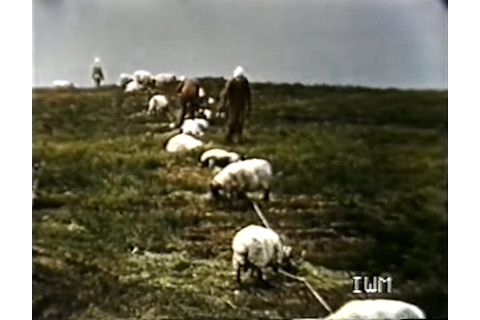 gruinard_anthrax_sheep1-copy.jpg