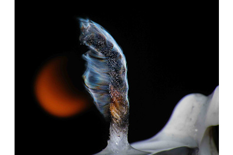 Candle-1.jpg