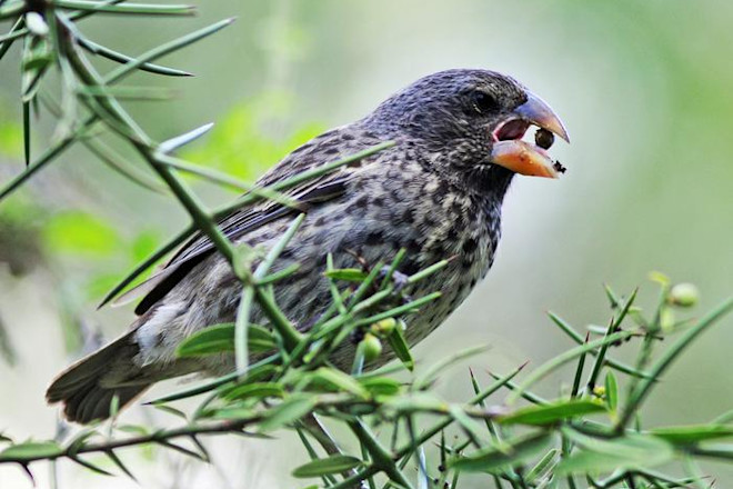 What Species of Bird Did Darwin Describe: Unveiling Evolution's Icons