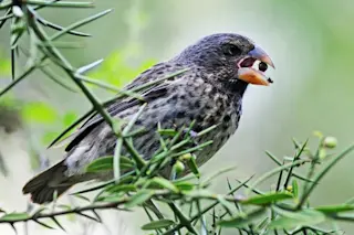 Darwin's Finch