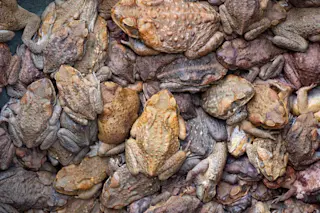 Mass of Cane toads, Rhinella marina, invasive species