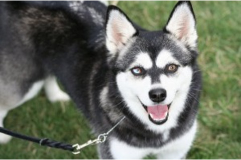 dog-top-300x199.jpg
