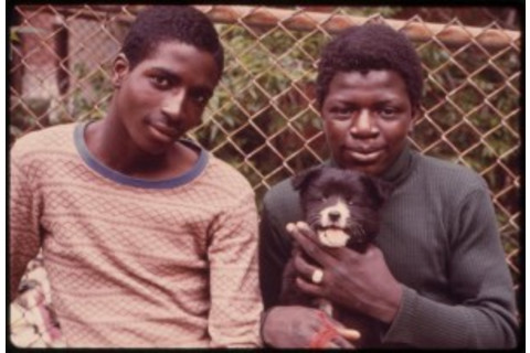 animal-ownership-300x204.jpg