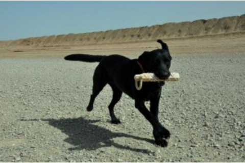 pets-can-do-300x199.jpg