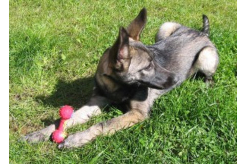 dognition-300x216.jpg