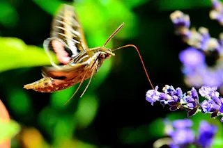960px-Hummingbird_Moth_9687769149.jpg