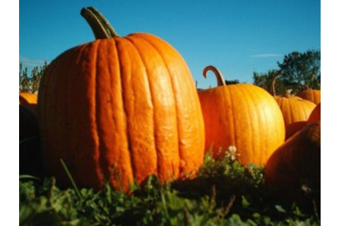 pumpkin-300x225.jpg