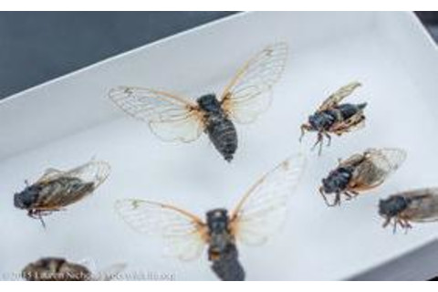 pinned-cicadas-urban-buzz-laurennichols.jpg