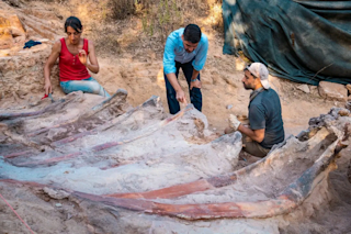Biggest Dinosaur in Europe