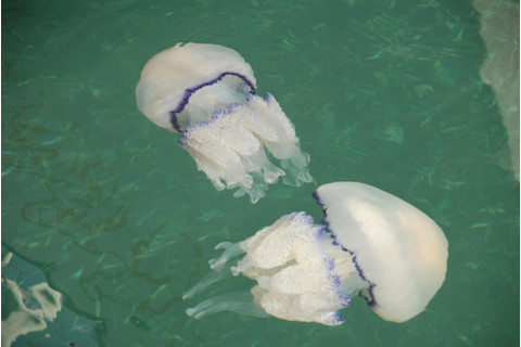 jellyfish.jpg
