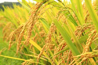 golden-rice.jpg