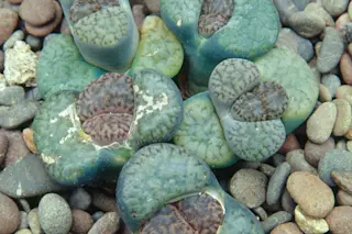 living-stones.jpg