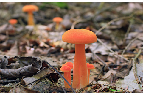 Small Orange Mushroom Horiz