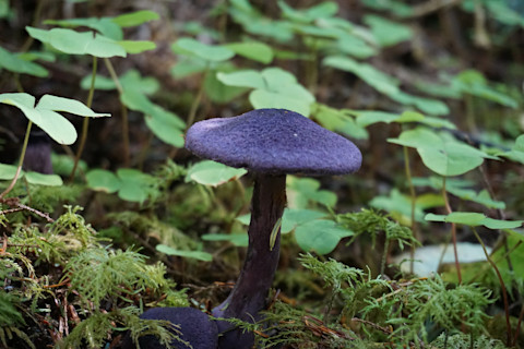 Blue mushroom