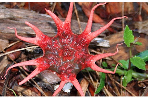 Aseroe rubra