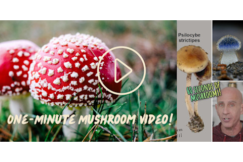 One-Minute Mushroom Video